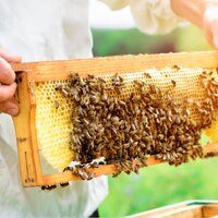 Как казахстанским пчеловодам продавать мед в Европу? 