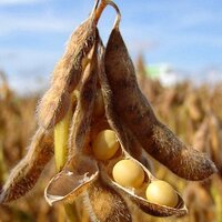 Аналитики USDA снизили оценку мирового производства масличных культур в 2023/24 МГ до 660,99 млн. тонн