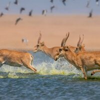 Более 11 тыс. убитых сайгаков отправили на мясокомбинаты в Западном Казахстане 