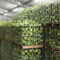 Казахстан: региональные СПК сформировали более 180 тыс. тонн запасов овощей