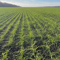 Казгидромет: состояние посевов озимой пшеницы юге Казахстана в основном хорошее 