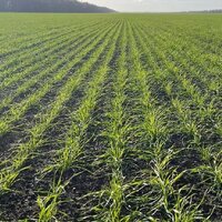 Казгидромет оценил состояние озимой пшеницы за третью декаду ноября на юге и юго-востоке Казахстана