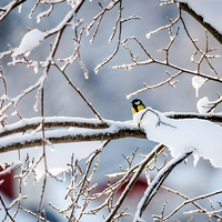 Какой будет зима-2023/2024 в Казахстане?