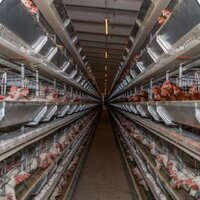 12 птицефабрик Казахстана прекратили свою работу. Отечественному птицеводству грозит кризис?