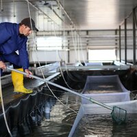 Казахстанская рыбная продукция экспортируется в 21 страну мира