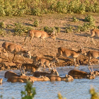 До 337 тысяч сайгаков в Казахстане подлежат убою или отлову