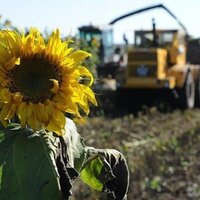 Аграрии Абайской области намолотили 319 тыс. тонн маслосемян с площади 290,5 тыс. га