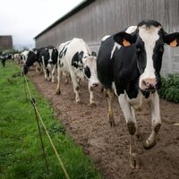 Страны ЕАЭС унифицируют процессы апробации селекционных достижений в животноводстве