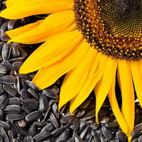 В Казахстане запасы подсолнечника к началу октября сократились до 322 тыс. тонн