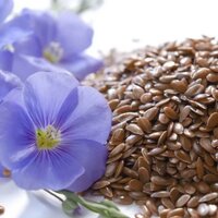 На мировом рынке масличного льна жесткая ситуация: уже к маю 2024 года сырья для переработки может не остаться 