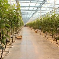 Самый крупный тепличный комплекс в Казахстане будет построен в Шымкенте. Его стоимость - 650 млн. долларов