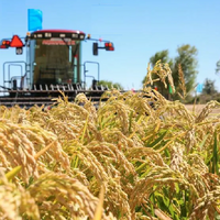 Несмотря на дефицит воды кызылординские рисоводы собрали более 500 тыс. тонн урожая