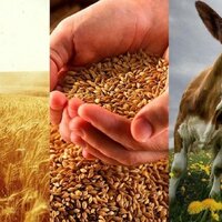 В Павлодарской области урожайность пшеницы в 2,5 раза ниже прошлогодней