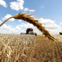 На 25 октября костанайские аграрии намолотили 3 млн. 827 тыс. тонн зерна. Осталось убрать около 200 тыс. га