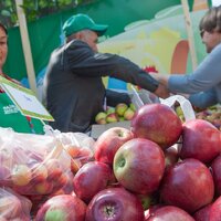 В Казахстане самые дорогие яблоки среди стран СНГ -  цены выросли сразу на 17% за год