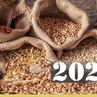 В Казахстане стартовал форвардный закуп: цены на пшеницу и ячмень 