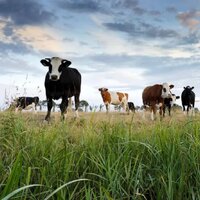 Казахстанским животноводам выделили дополнительно 30 млрд. тенге на погашение задолженности по субсидиям 