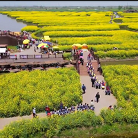 Желтое море: плантации рапса массово зацвели на востоке Китая