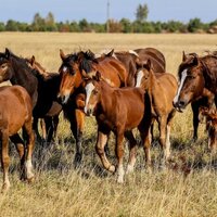 Институт коневодства и кормопроизводства создадут в Актюбинской области Институт коневодства и кормопроизводства создадут в Актюбинской области