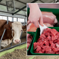 В Казахстане введут полную прослеживаемость животноводческой продукции