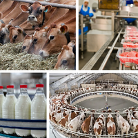 Что сдерживает развитие переработки животноводческой продукции в Казахстане? 