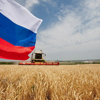 Россия в сезоне 2023/2024 может занять до 30% мирового рынка пшеницы