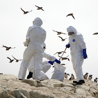 Новая пандемия? Птичий грипп подобрался опасно близко к людям