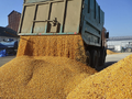 Серому рынку зерна в Казахстане придет конец? Предложены новые меры и схемы взаимодействия 