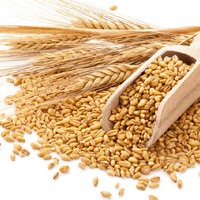 Минсельхоз США снизил прогноз по экспорту казахстанской пшеницы до 9,5 млн. тонн