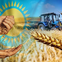 Бюро нацстатистики Казахстана обнародовало средние цены на зерновые культуры