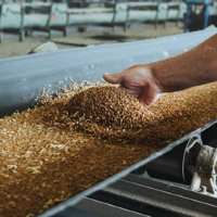 В Карагандинской области запустят линию по очистке семян мощностью 20 тонн в час 