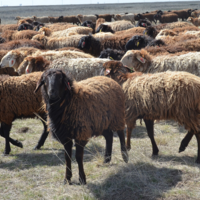 Совет на миллион: у туркестанского фермера погибли 320 овец за сутки после приема лекарства от диареи