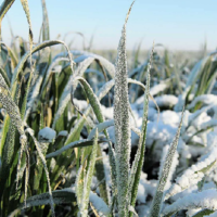 В ряде регионов Казахстана сохраняется угроза вымерзания озимых культур