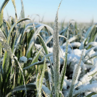 На юге и юго-востоке Казахстана сохраняется угроза вымерзания озимых зерновых культур