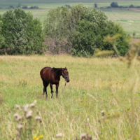 До конца 2023 года Минсельхоз Казахстана намерен вернуть 5 млн. га неиспользуемой земли