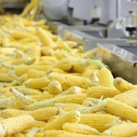 В Туркестанской области будет построен завод по переработке кукурузы мощностью 100 тыс. тонн в год