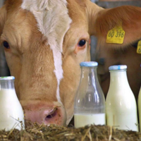 Казахстан: сохранить действующий механизм субсидирования молочной отрасли призывают в нацпалате предпринимателей 