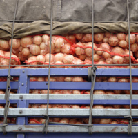 24 большегруза с репчатым луком пытались незаконно вывезти из Казахстана в Россию