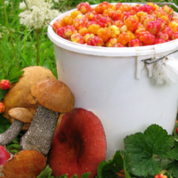 Как отразится новый закон «О растительном мире» на грибниках и ягодниках в Казахстане