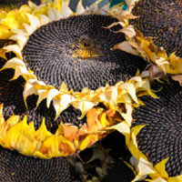 В Казахстане введена постоянная экспортная пошлина на семена подсолнечника в размере 20% от стоимости сырья