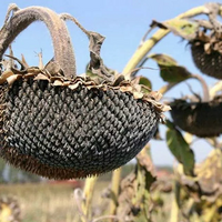 В Казахстане продлен прием заявок на страхование посевов масличных от засухи до 12 мая 