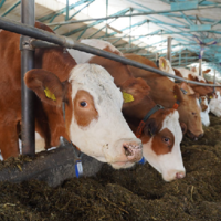 120 породистых коров симментальской породы приехали из Чехии в Северо-Казахстанскую область