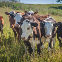 Минсельхоз планирует отменить 10 подвидов неэффективных субсидий в Казахстане
