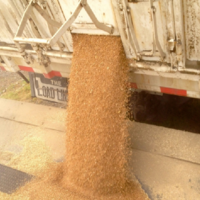 В России урожай зерна в 2023 году может превысить 131 млн. тонн