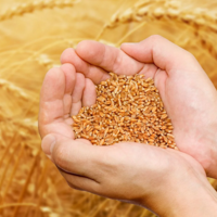 В Казахстане продлен пилотный проект прослеживаемости зерна 