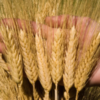 Топ-10 стран производителей пшеницы в мире