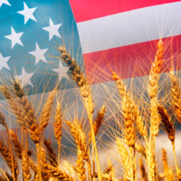В 2023 году посевные площади под пшеницей в США увеличатся на 9%, достигнув максимума за последние 7 лет