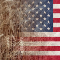 В США планируется расширение посевных площадей под основными сельхозкультурами урожая-2023/24