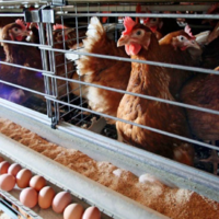Птицефабрику мощностью 72 млн яиц в год запустили в Шымкенте