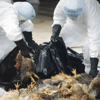 В японской префектуре Иватэ из-за вспышки птичьего гриппа уничтожат 84 тыс. кур 